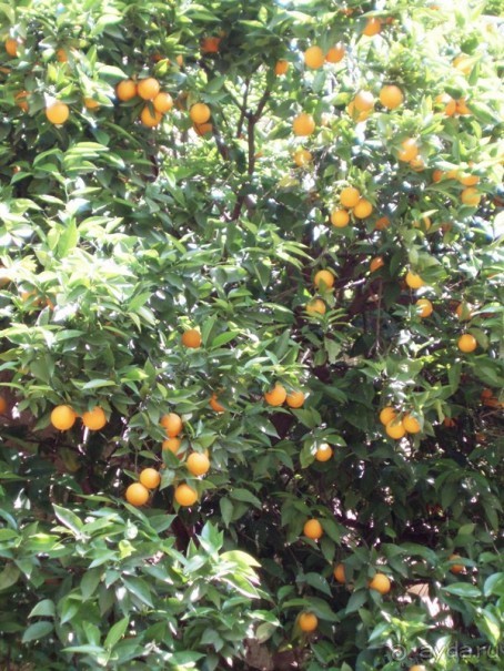 Испания: 5 городов за 5 дней (центр и Андалусия)