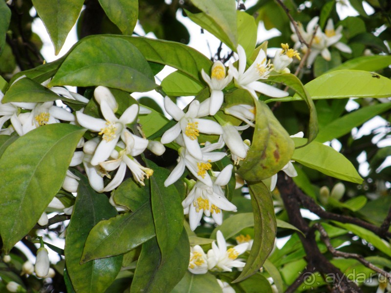 Испания: 5 городов за 5 дней (центр и Андалусия)