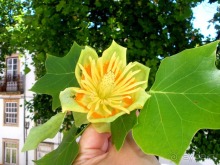 Порту и окрестности (Коимбра, Виана ду Каштело, Брага, Гимарайш, Вила ду Конде) Часть 1