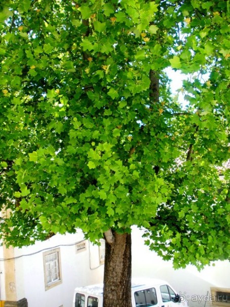 Порту и окрестности (Коимбра, Виана ду Каштело, Брага, Гимарайш, Вила ду Конде) Часть 1