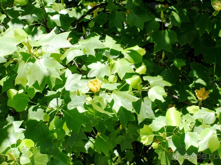 Порту и окрестности (Коимбра, Виана ду Каштело, Брага, Гимарайш, Вила ду Конде) Часть 1