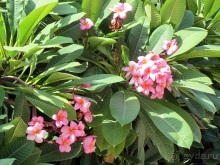 Второе пришествие в Израиль: Тель-Авив - Хайфа - Акко - Цфат - Галилея. Часть 1