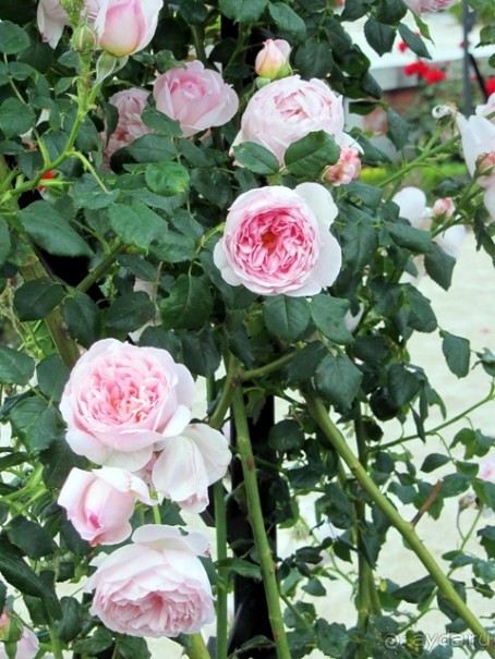 Испанская "Камчатка" - Галисия. Городские путешествия