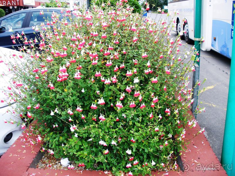 Франция без пиетета: путевой оливье (Париж и окрестности часть 6)