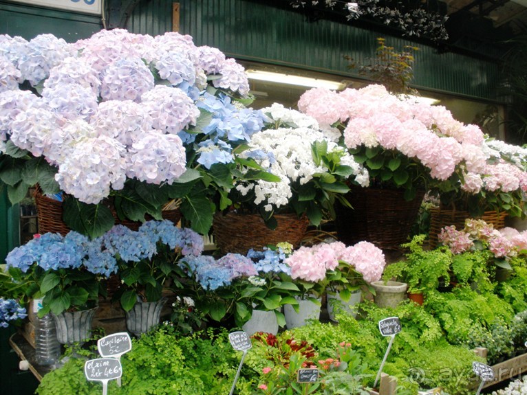 Франция без пиетета: путевой оливье (Париж и окрестности часть 6)