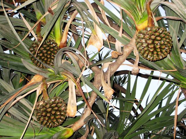 Прогулки по Андалусии (МАЛАГА, Ронда, Антекера). Часть 1.