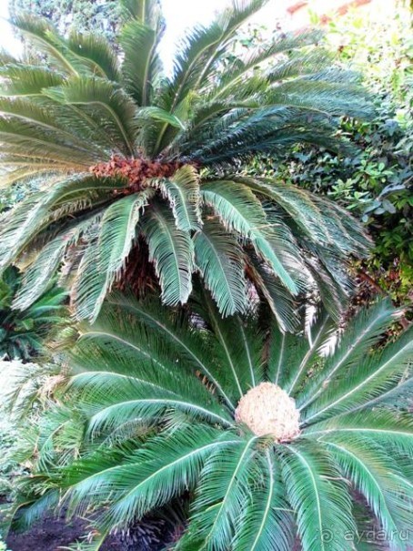 Прогулки по Андалусии (МАЛАГА, Ронда, Антекера). Часть 1.