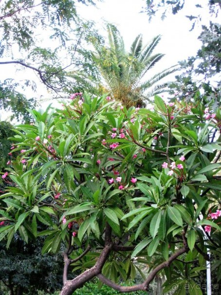 Прогулки по Андалусии (МАЛАГА, Ронда, Антекера). Часть 1.