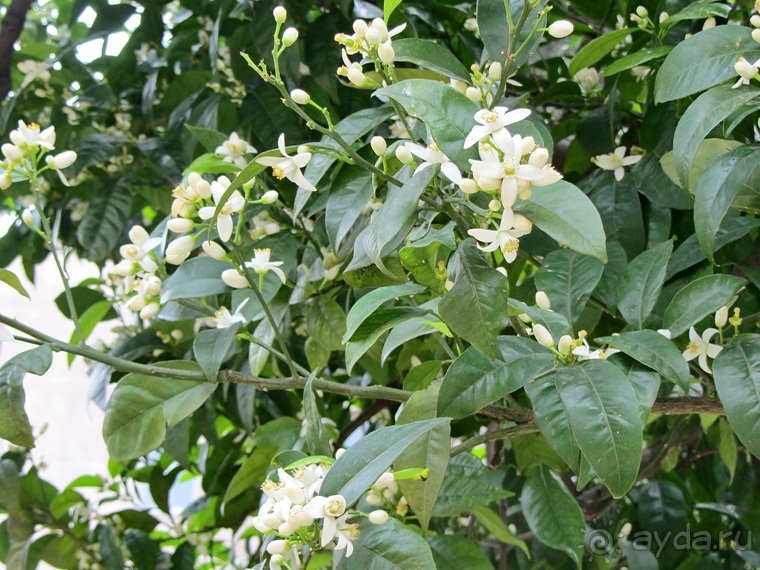 Дороги, которые нас выбирают: Неаполь, четыре "П" и Амальфитанское побережье. Часть 3