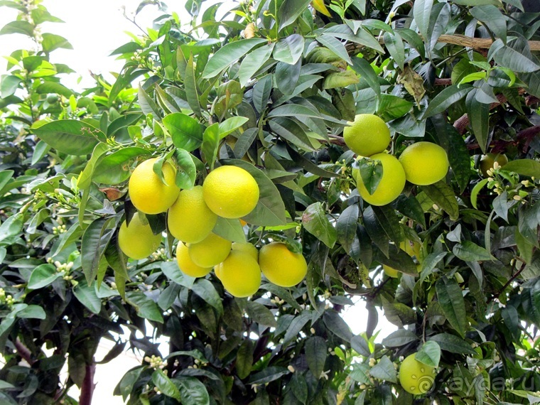 Дороги, которые нас выбирают: Неаполь, четыре "П" и Амальфитанское побережье. Часть 3