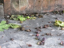 Пицца "североитальянская": Венеция и Венето, Тренто, Падуя и северная Гарда. Часть 3