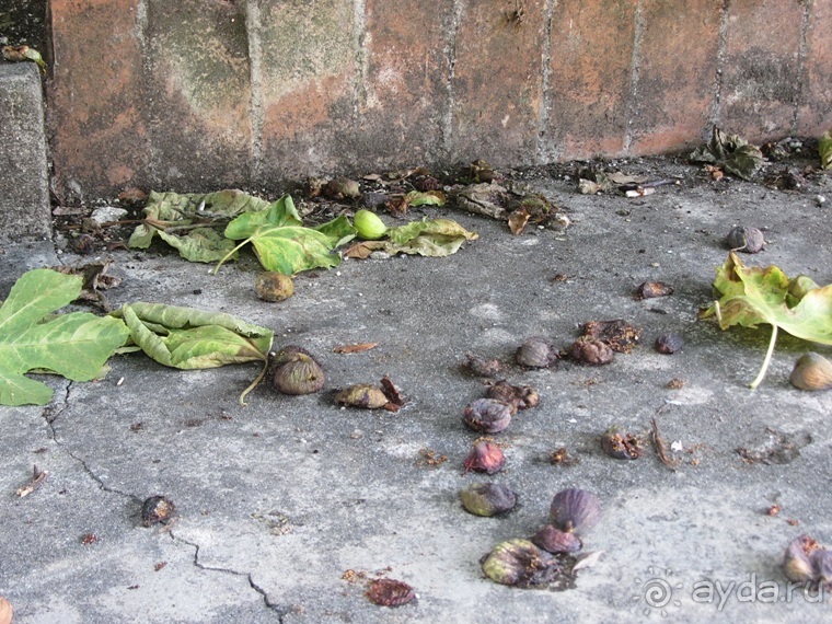 Пицца "североитальянская": Венеция и Венето, Тренто, Падуя и северная Гарда. Часть 3 Пицца "североитальянская": Венеция и Венето, Тренто, Падуя и северная Гарда. Часть 3