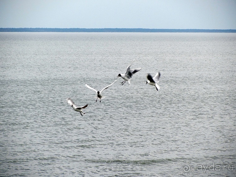Прогулки за лесами - Переславль-Залесский