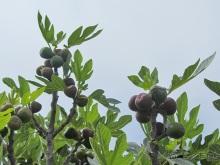 Санторинский кальдероскоп. Белое на голубом. Голубое на белом. Часть 2