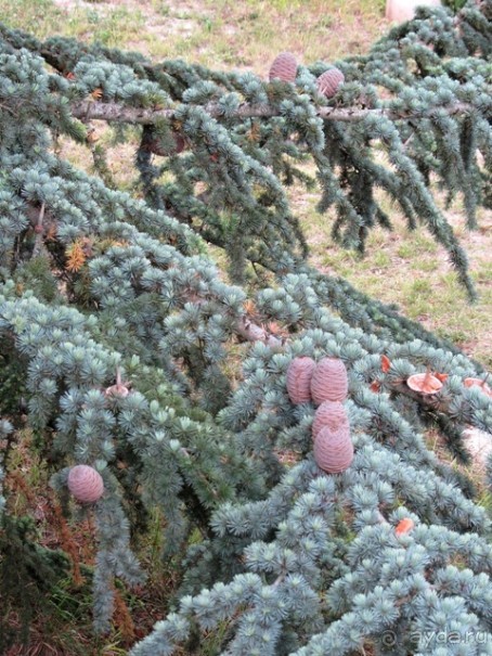 Кольцо мечты: Каталония, Пиренеи и Коста-Брава - по обе стороны границы. Часть 3