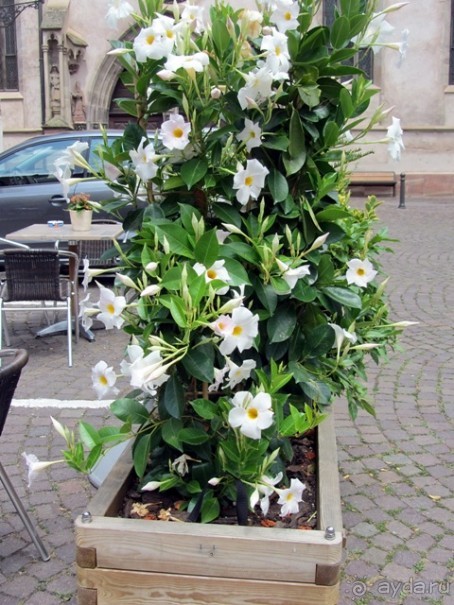 Французские бродилки - великолепный Мец, яркий Эльзас и серая Бургундия. Часть 12