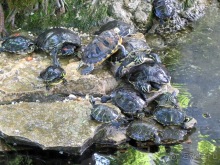 Апулия и Матера – впечатления без погружения. Трани и Барлетта