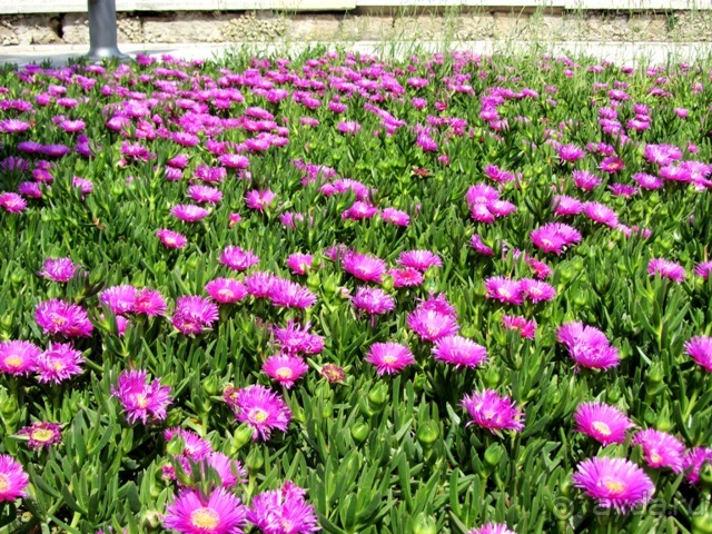 Апулия и Матера – впечатления без погружения. Трани и Барлетта