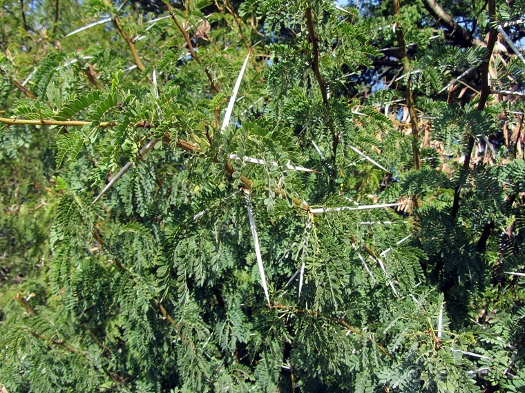 Второе пришествие в Израиль: Тель-Авив - Хайфа - Акко - Цфат - Галилея. Часть 3