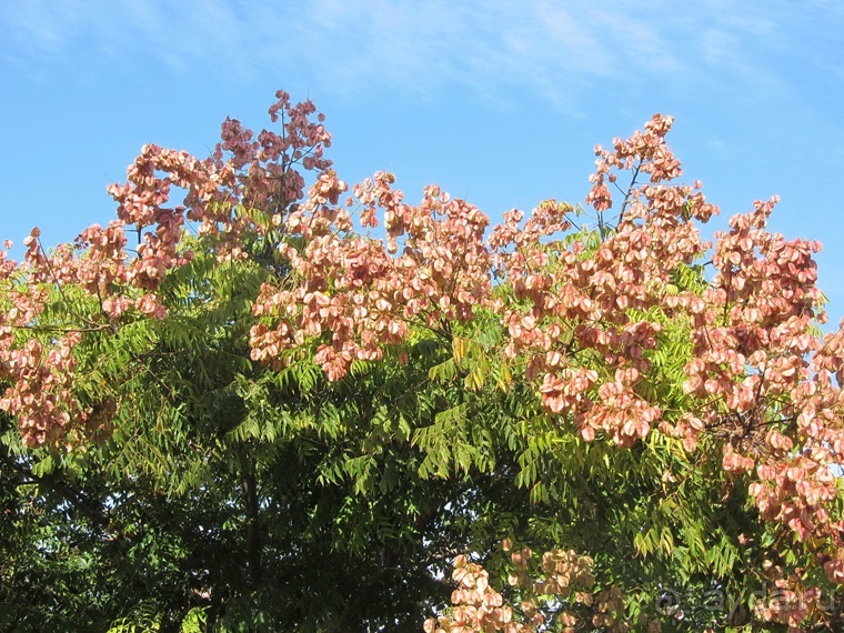 Второе пришествие в Израиль: Тель-Авив - Хайфа - Акко - Цфат - Галилея. Часть 3
