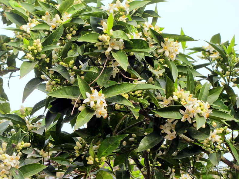 Дороги, которые нас выбирают: Неаполь, четыре "П" и Амальфитанское побережье. Часть 6