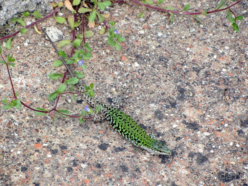 Дороги, которые нас выбирают: Неаполь, четыре "П" и Амальфитанское побережье. Часть 6