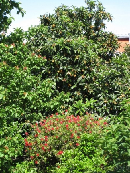 Лиссабон и окрестности. День 3 - немного Лиссабона - Лейрия