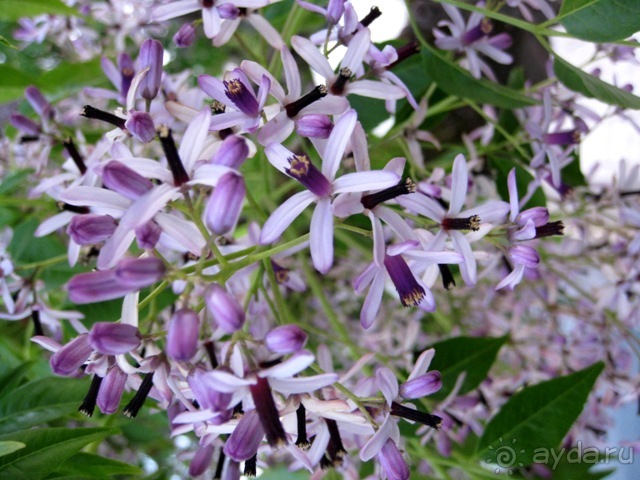 Лиссабон и окрестности. День 3 - немного Лиссабона - Лейрия