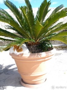 Мальта и мальтит* (МДИНА и РАБАТ)