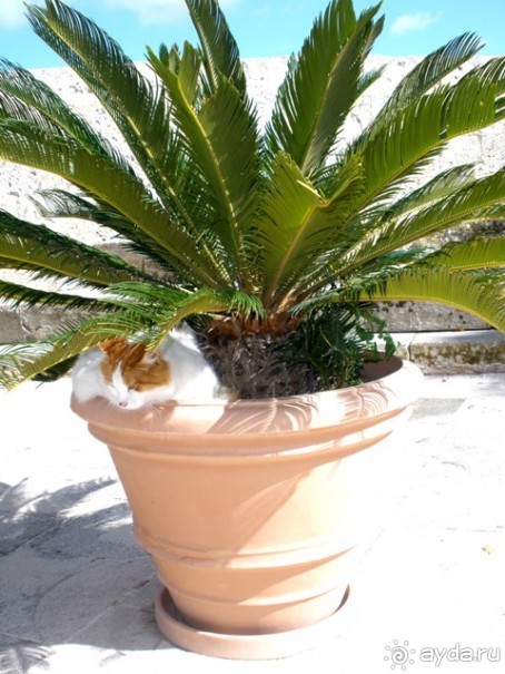 Мальта и мальтит* (МДИНА и РАБАТ)