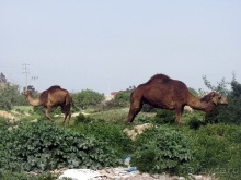 Возвращение на Восток: Марокко без мороки, или страна, которая не напрягает. Часть 11