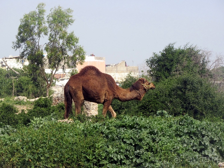 Возвращение на Восток: Марокко без мороки, или страна, которая не напрягает. Часть 11