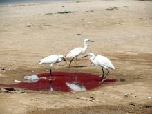 Возвращение на Восток: Марокко без мороки, или страна, которая не напрягает. Часть 12