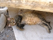 Сиде и окрестности (Сиде)