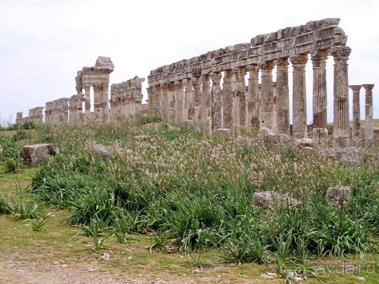 Альбом отзыва "Памяти Сирии"