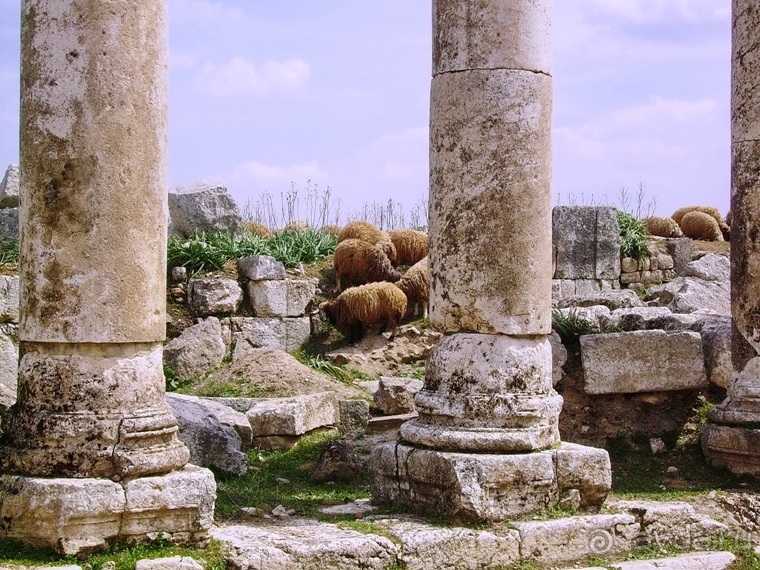 Альбом отзыва "Памяти Сирии"