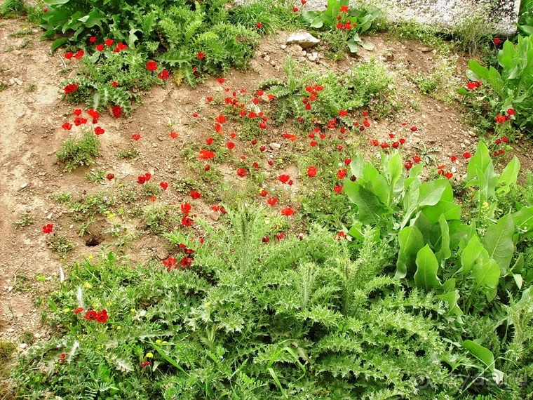 Памяти Сирии