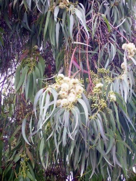 Памяти Сирии