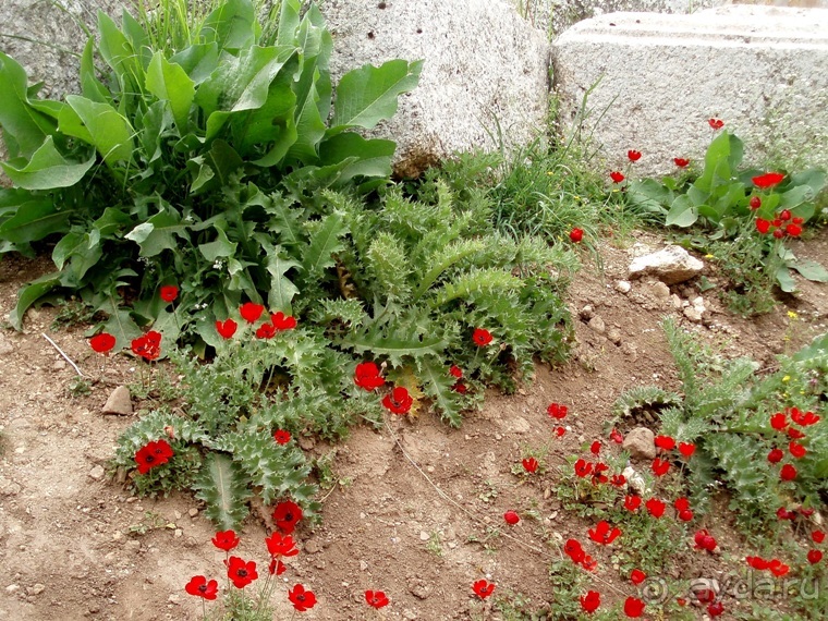 Памяти Сирии