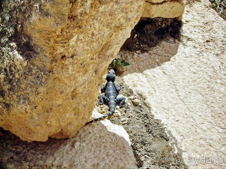 Памяти Сирии