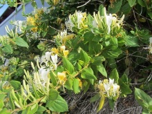 Санторинский кальдероскоп. Белое на голубом. Голубое на белом. Часть 9