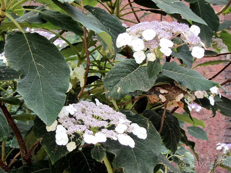 Аахен: от Карла Великого до наших дней. Часть 3