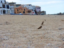 Кольцо мечты: Каталония, Пиренеи и Коста-Брава - по обе стороны границы. Часть 5