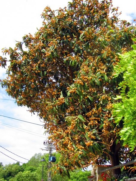 Кольцо мечты: Каталония, Пиренеи и Коста-Брава - по обе стороны границы. Часть 5