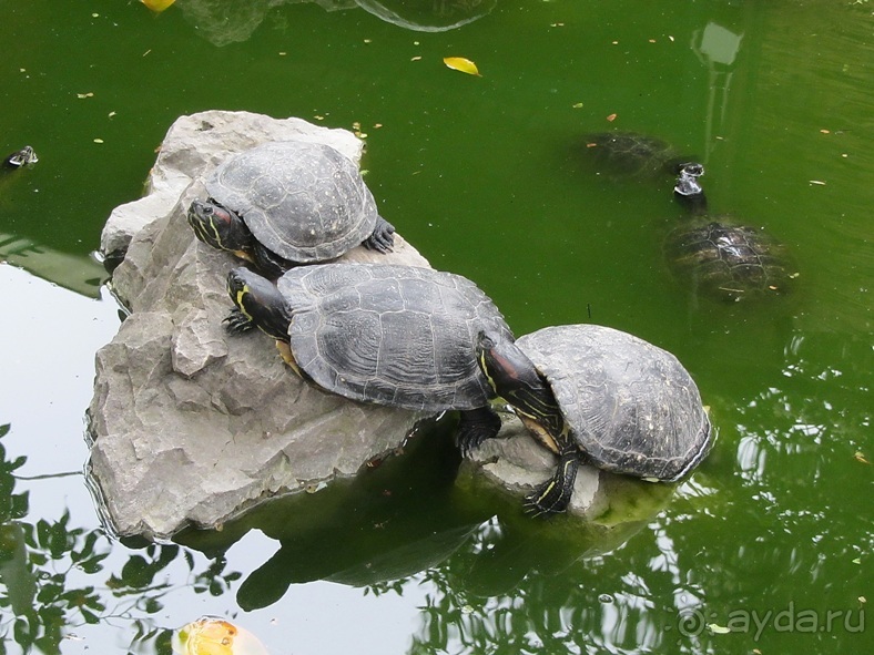 Дороги, которые нас выбирают: Неаполь, четыре "П" и Амальфитанское побережье. Часть 9