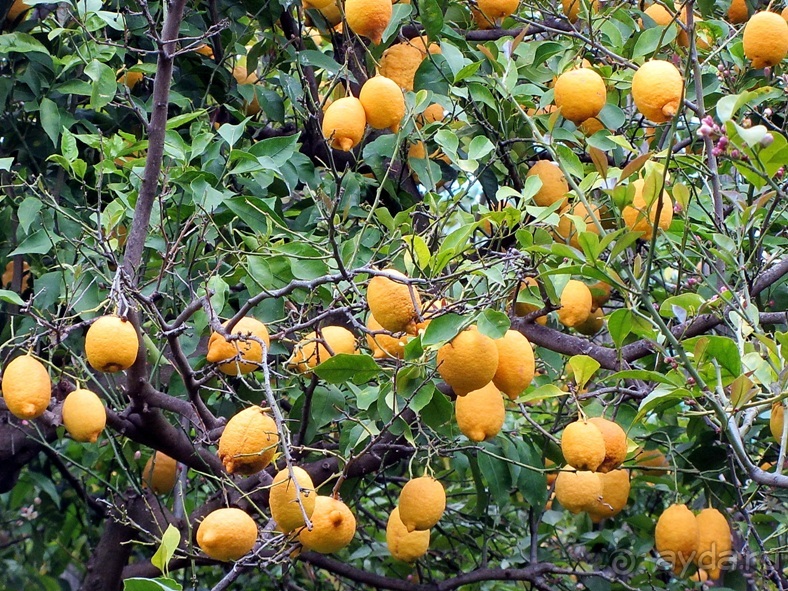 Дороги, которые нас выбирают: Неаполь, четыре "П" и Амальфитанское побережье. Часть 9