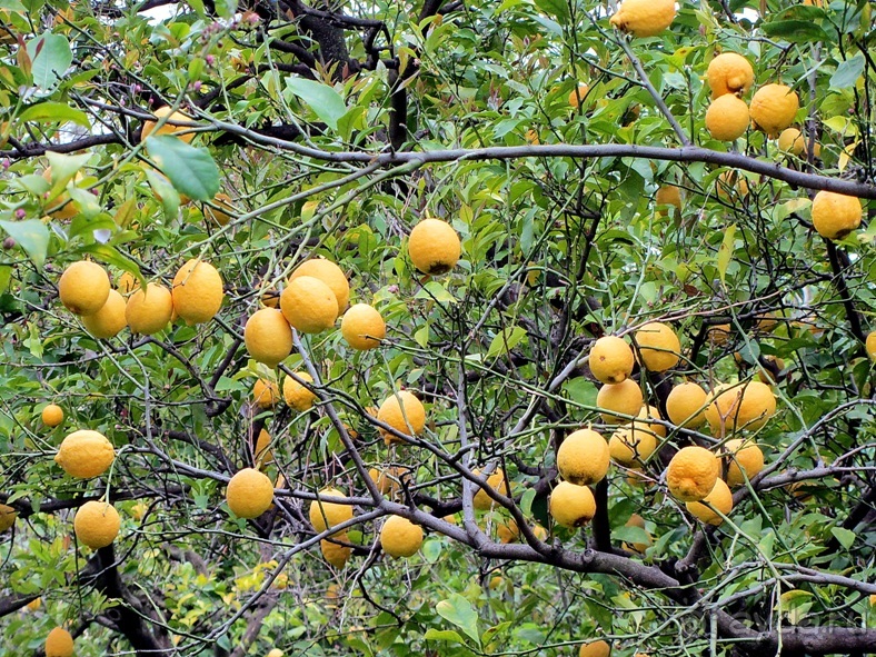 Дороги, которые нас выбирают: Неаполь, четыре "П" и Амальфитанское побережье. Часть 9