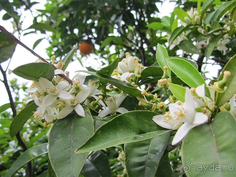 Дороги, которые нас выбирают: Неаполь, четыре "П" и Амальфитанское побережье. Часть 9