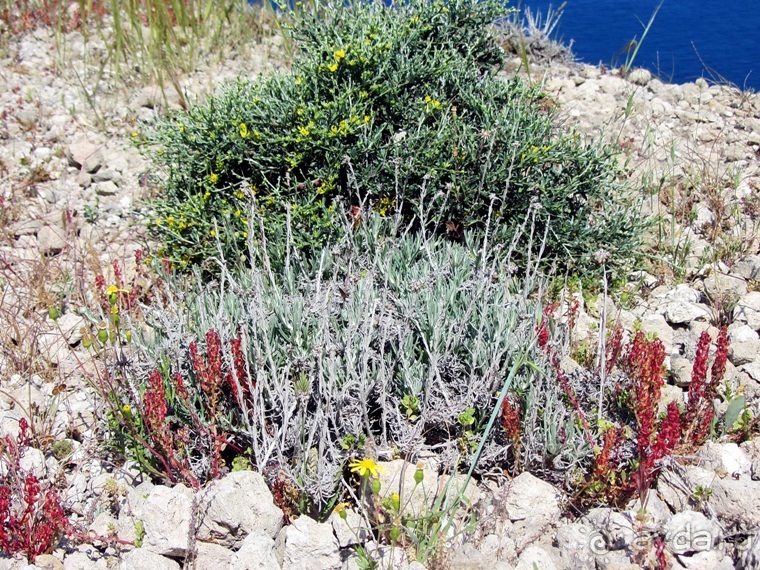Санторинский кальдероскоп. Белое на голубом. Голубое на белом. Часть 6