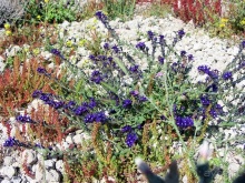 Санторинский кальдероскоп. Белое на голубом. Голубое на белом. Часть 6